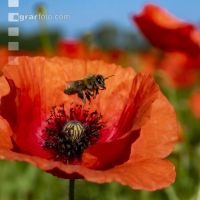 Klatschmohn mit Biene 1