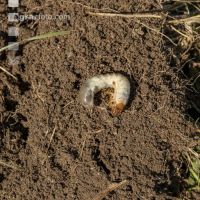 Grub on grassland 26
