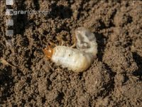 Grub on grassland 24