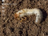 Grub on grassland 23