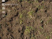 Grub on grassland 38