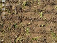 Grub on grassland 36