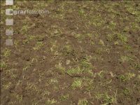 Grub on grassland 34