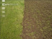 Grub on grassland 32