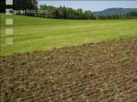 Grub on grassland 30