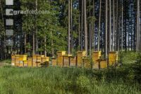 Bienenstöcke im Wald 31