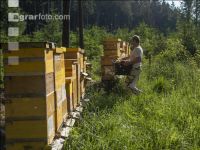 Bienenstöcke im Wald 29