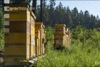 Bienenstöcke im Wald 28