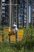 Bienenstöcke im Wald 26