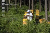 Bienenstöcke im Wald 25