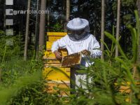 Bienenstöcke im Wald 24