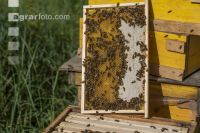 Bienenstöcke im Wald 23