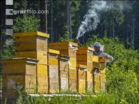 Bienenstöcke im Wald 22