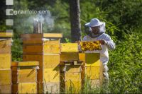 Bienenstöcke im Wald 20