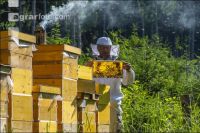 Bienenstöcke im Wald 19