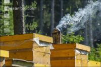 Bienenstöcke im Wald 18