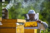 Bienenstöcke im Wald 17