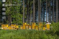 Bienenstöcke im Wald 15