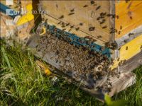 Bienenstöcke im Wald 13