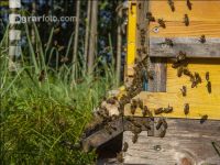 Bienenstöcke im Wald 12