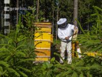 Bienenstöcke im Wald 9