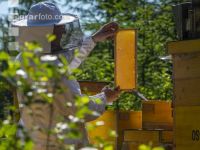 Bienenstöcke im Wald 8