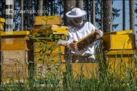 Bienenstöcke im Wald 4