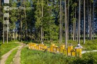 Bienenstöcke im Wald 3