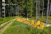 Bienenstöcke im Wald 1