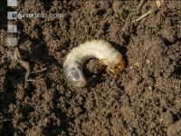 Grub on grassland 21