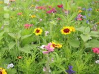 Wildflowers meadows 17