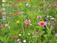 Blumenwiese 16