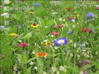 Wildflowers meadows 15