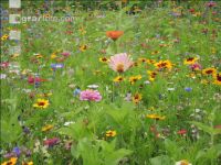 Wildflowers meadows 13