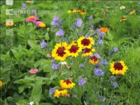Wildflowers meadows 11
