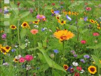 Wildflowers meadows 8
