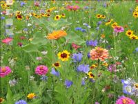 Wildflowers meadows 7