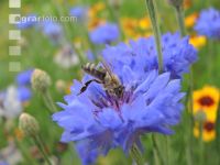 Bienen auf Bumenwiese 3