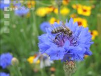 Bienen auf Bumenwiese 1
