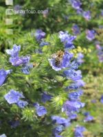 Bienen auf Bumenwiese 7