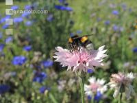 Hummel 2