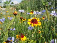 Wildflowers meadows 18