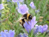 Hummel 3