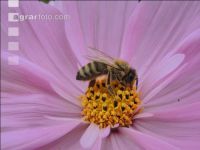 Bienen auf Bumenwiese 6