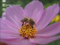 Bienen auf Bumenwiese 5