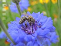 Bienen auf Bumenwiese 4