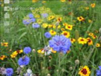 Wildflowers meadows 19