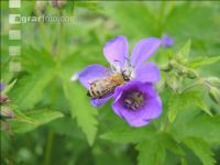 Bienen auf Bumenwiese 2