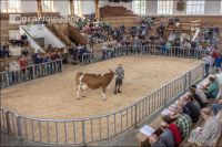 Versteigerung Zuchtrinder 12