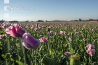 Graumohn Blüte 29